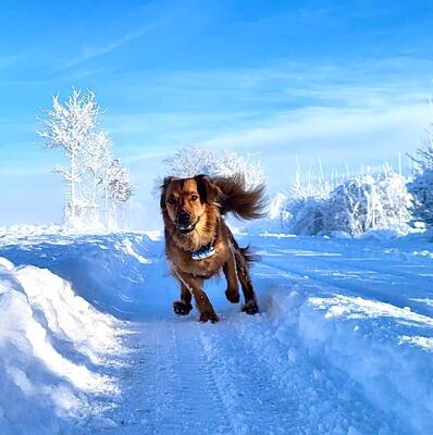 Piet Schnee